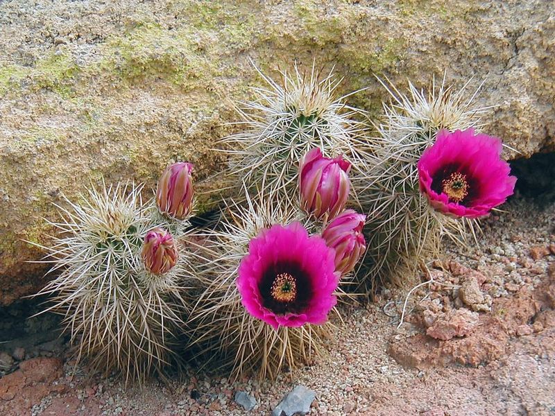 Engelmann's Hedgehog Cactus Bursting With Pink Spring Blooms