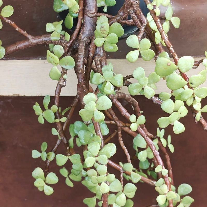 Elephant's Food Thrives In Dry Heat With Succulent Appeal