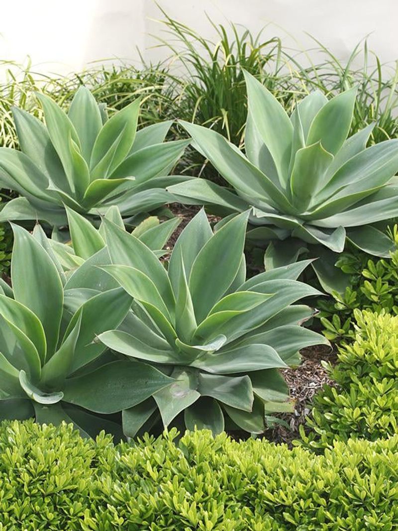 Foxtail Agave Softens Hardscapes With Symmetry