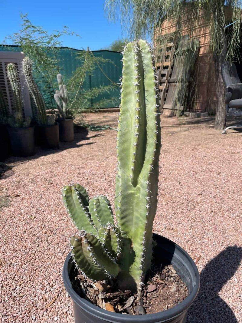 Desert Senita Handles Hot Walls And Long Summers With Ease