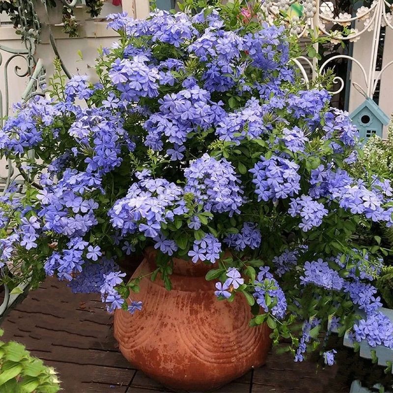 Plumbago Adds Cooling Blue Tones To Hot Patios