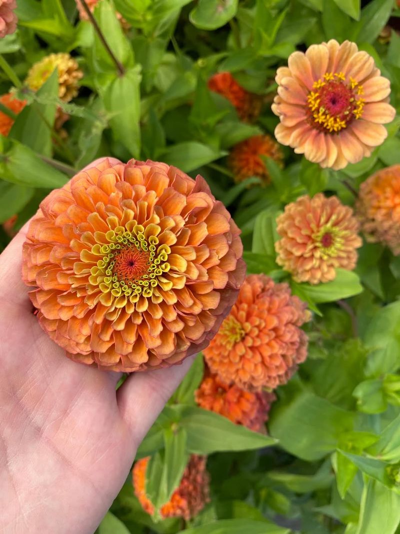 Zinnias Keep Bold Blooms Coming