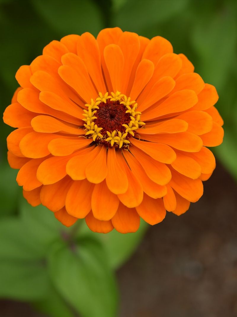 Orange Zinnias Bloom Continuously Through Summer Heat