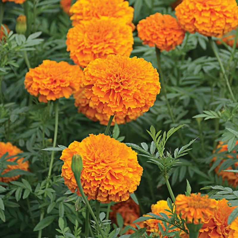 Orange Marigold (Tagetes Varieties)