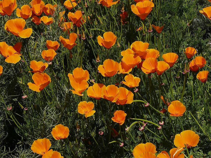 California Poppy (Eschscholzia californica)