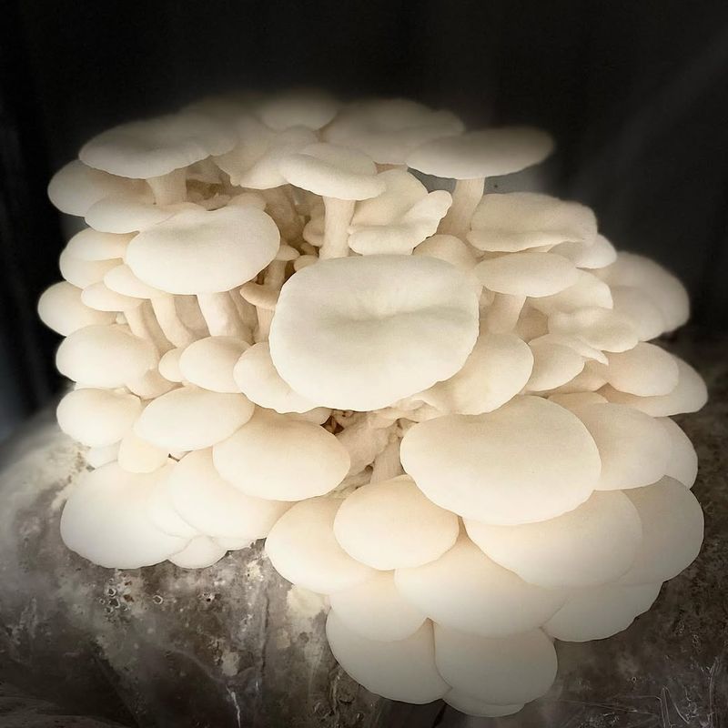 Snow Oyster Mushrooms Love Cold Weather