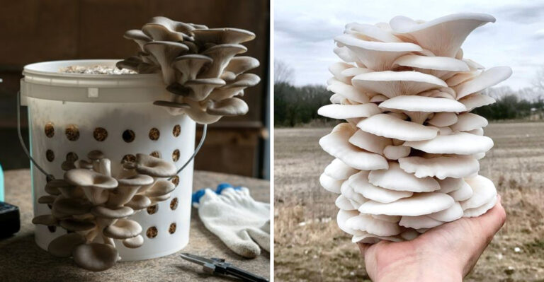 Michigan Gardeners Are Growing Snow Oyster Mushrooms Indoors This February