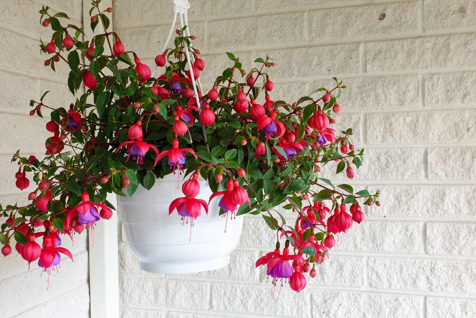 fuchsia plant hanging