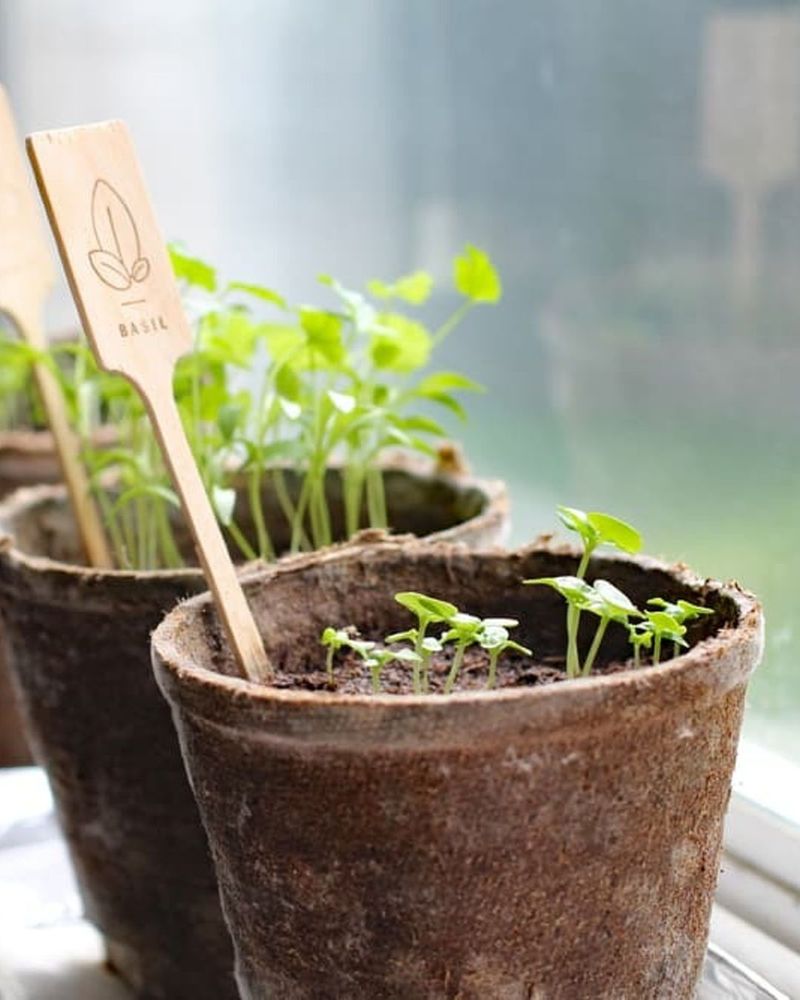 Start Seeds Indoors Early