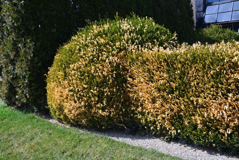 Boxwood Because Of Winter Damage
