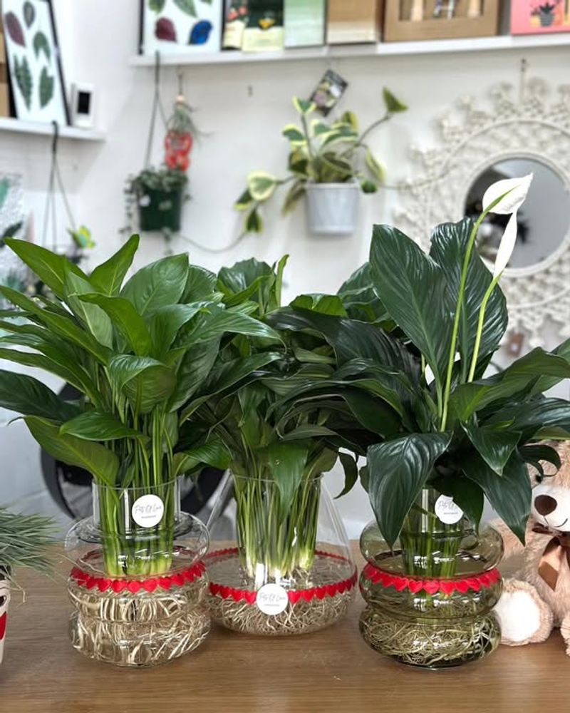 Peace Lily Brings Elegant White Blooms Indoors