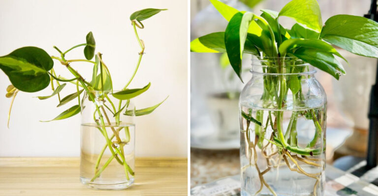 Michigan Homeowners Love These Indoor Plants That Grow And Bloom In Water