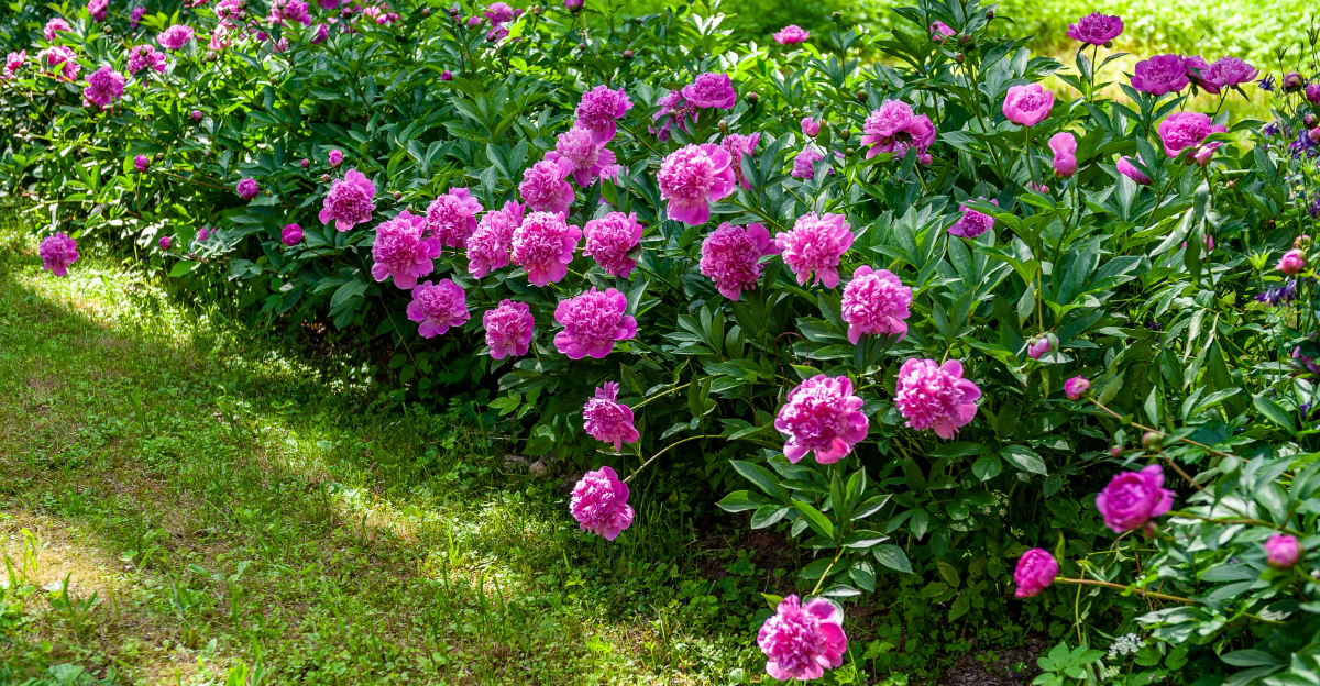 peonnies in garden