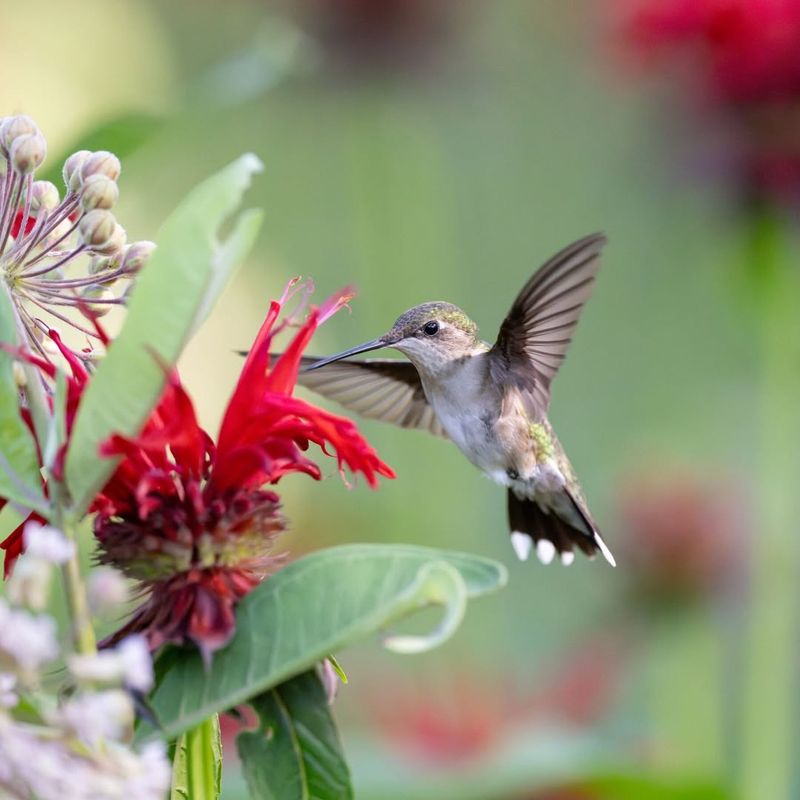 Put Feeders Out Before Spring Migration Peaks
