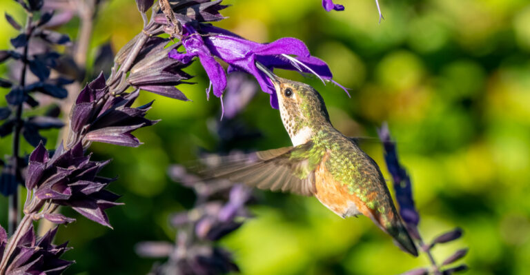 hummingbirs sipping nectar