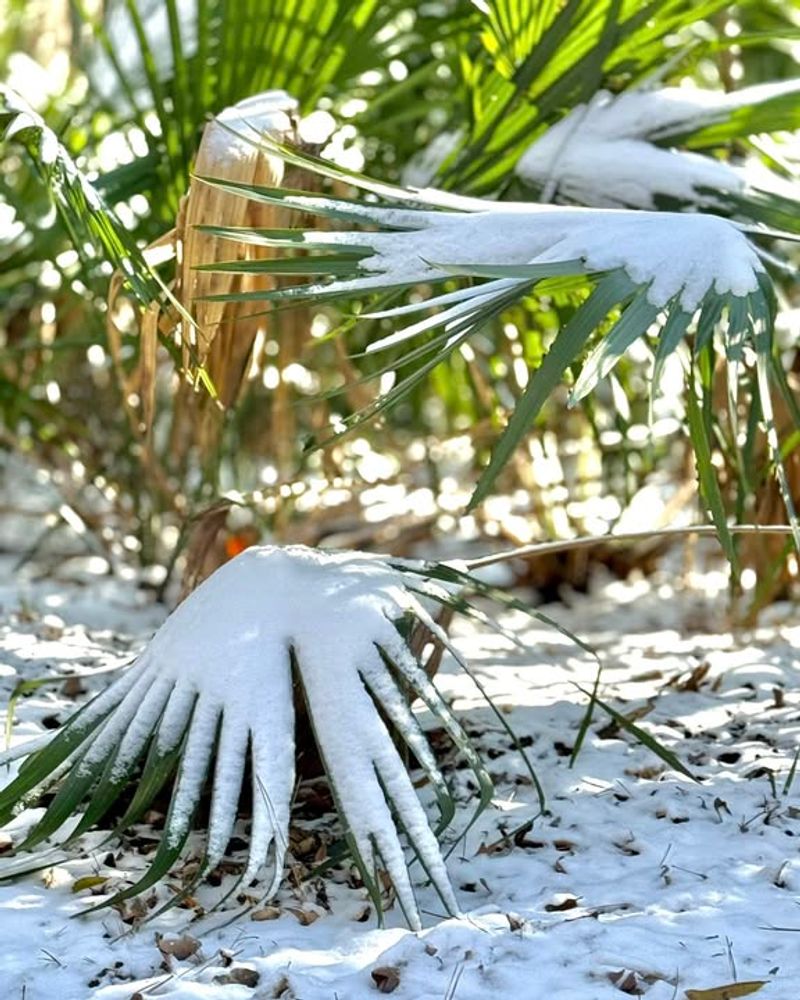 Healthy Well Hydrated Plants Tolerate Cold Better