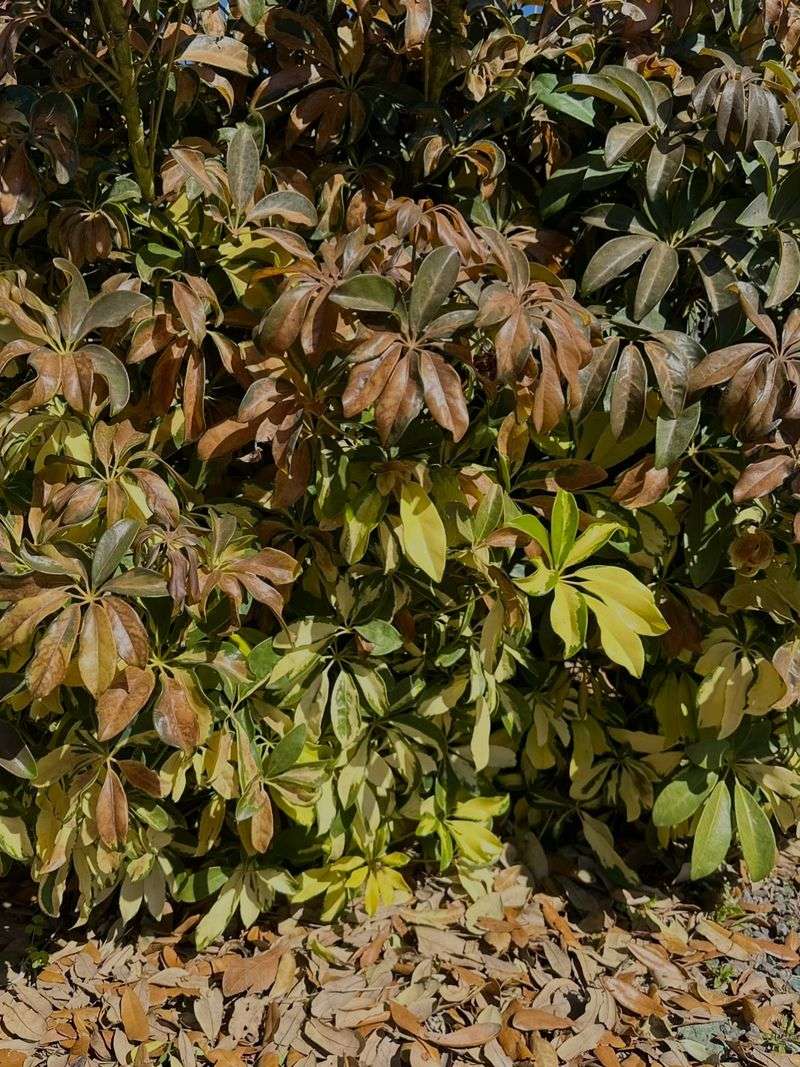 Mountain Gardeners May Need To Wait Until Late April Or May