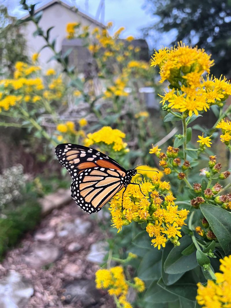 Late-Season Nectar Needs Are Met By Goldenrod