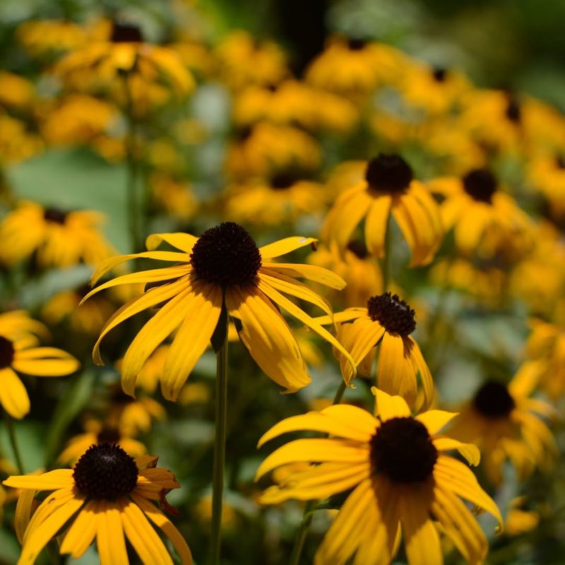 Roots Establish Before Heat And Humidity Arrive