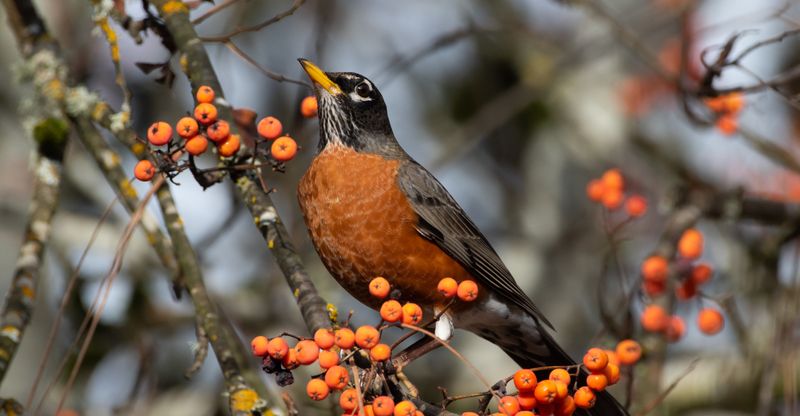 Early Spring Warm Spells Trigger Increased Robin Activity