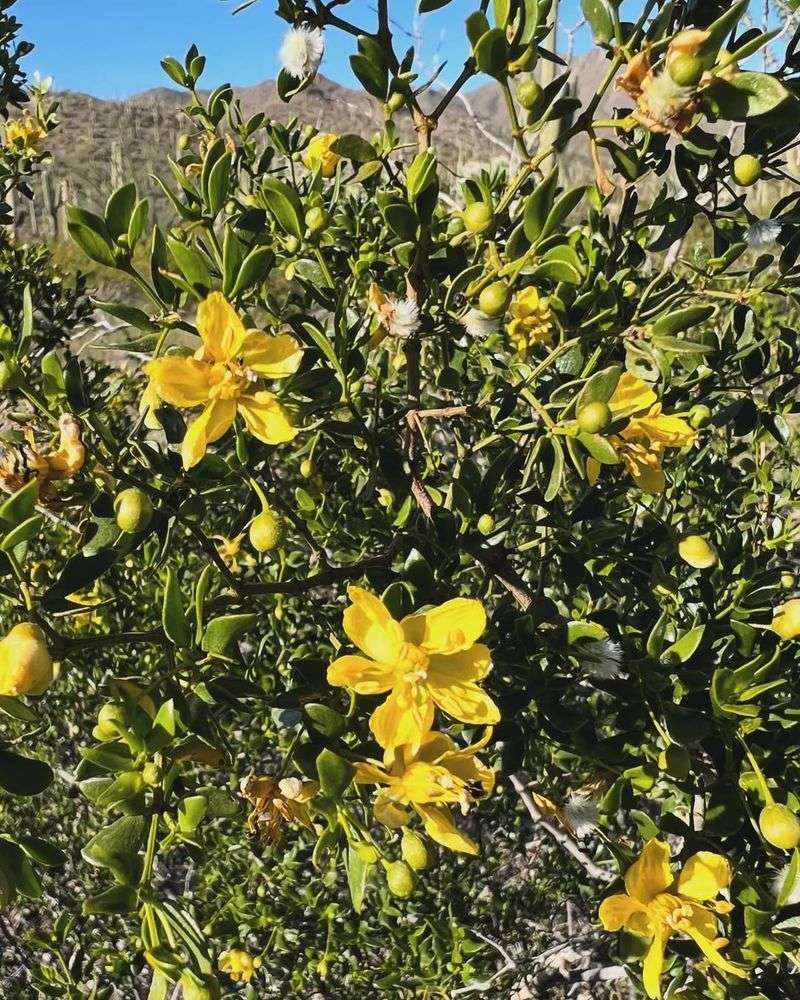 Quick Warm Spells Trigger New Growth On Creosote Bush
