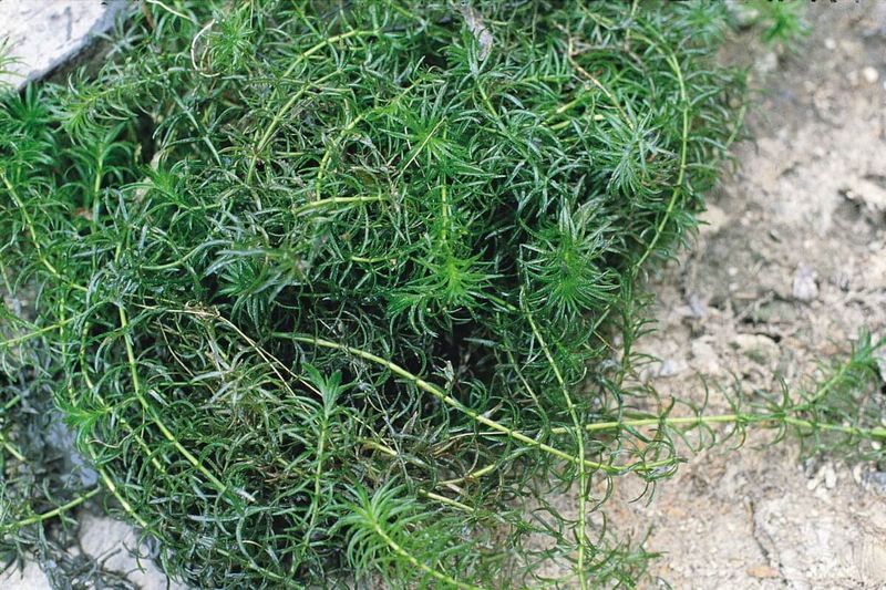 Hydrilla