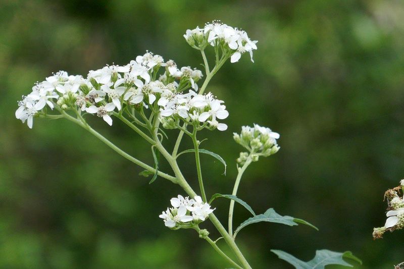 Frostweed
