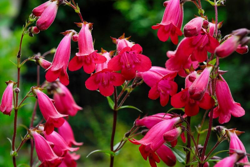 Penstemon (Penstemon spp.)