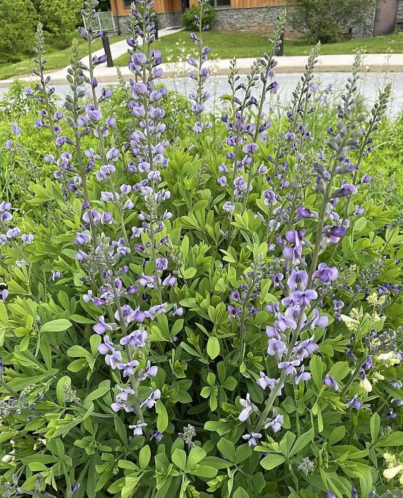 Blue Wild Indigo Stands Tall With Bold, Effortless Flowers