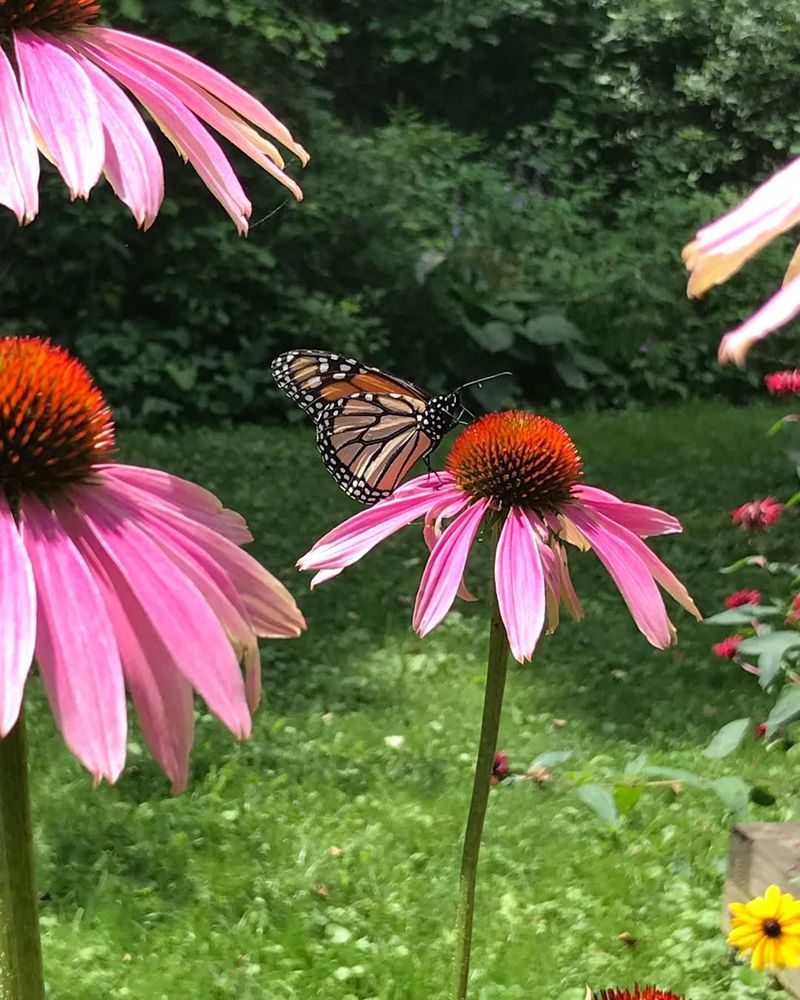 Coneflower Adds Color And Attracts Native Butterflies