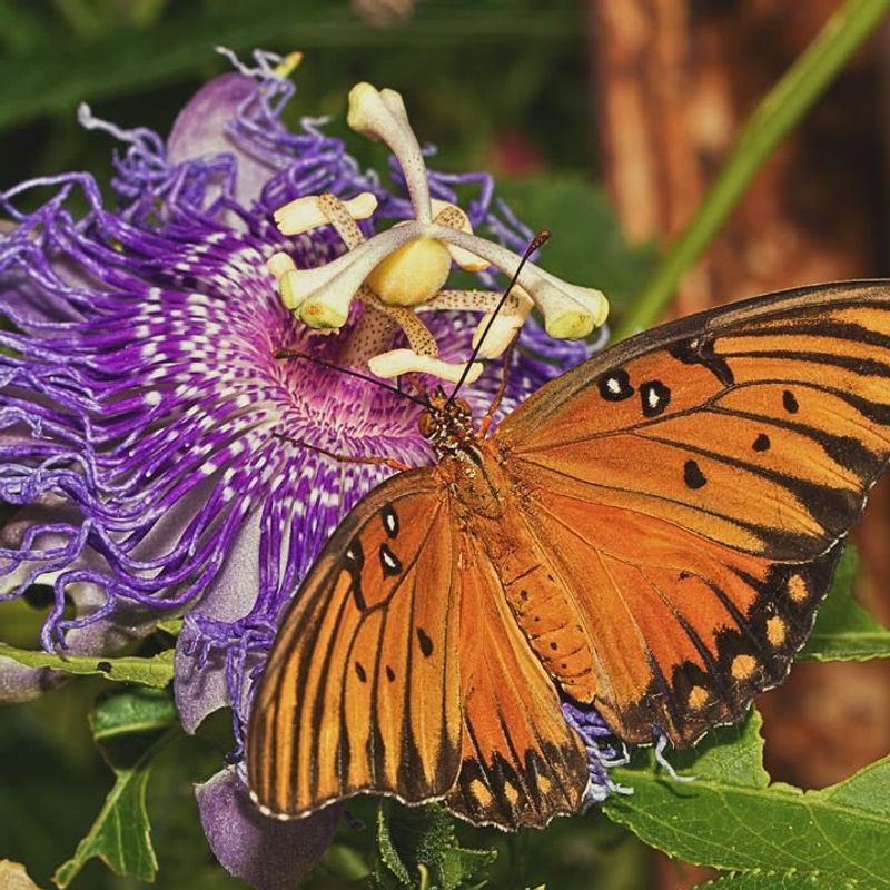 Passionvine Quickly Attracts Gulf Fritillaries