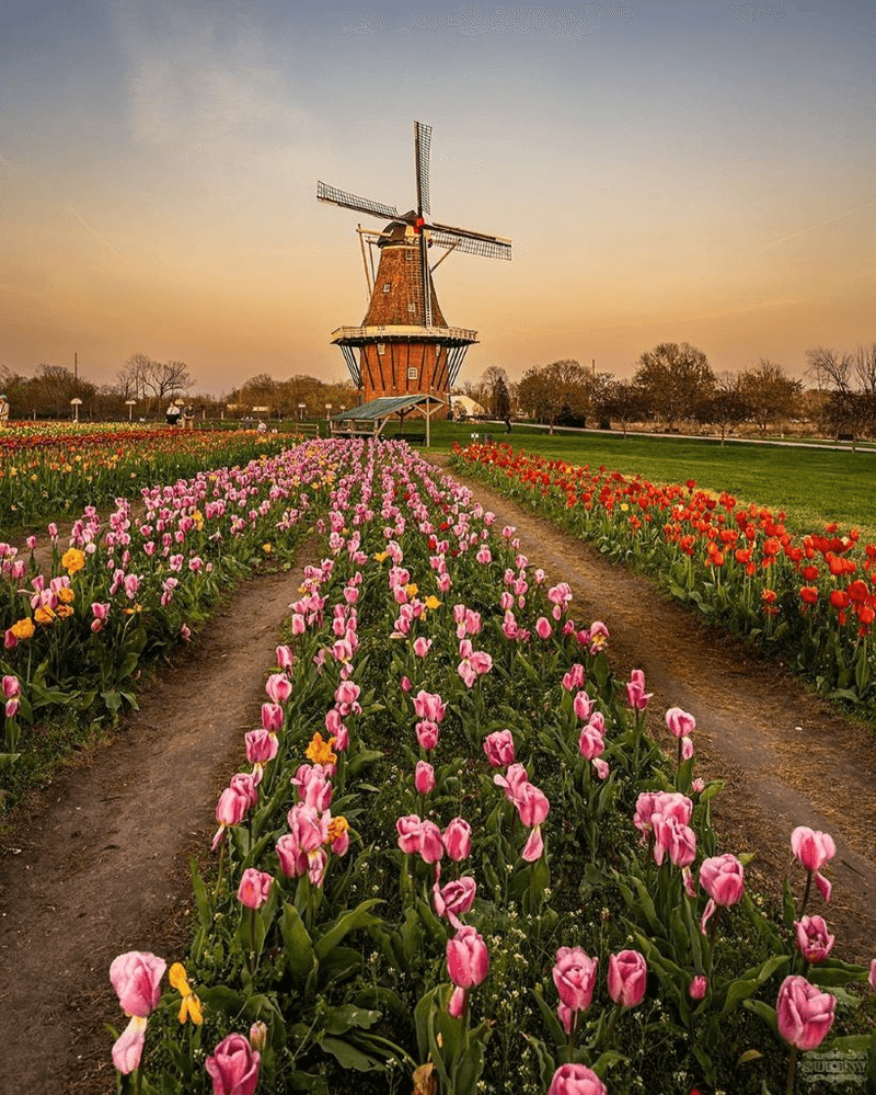 The Festival Began In 1929 And Continues Today