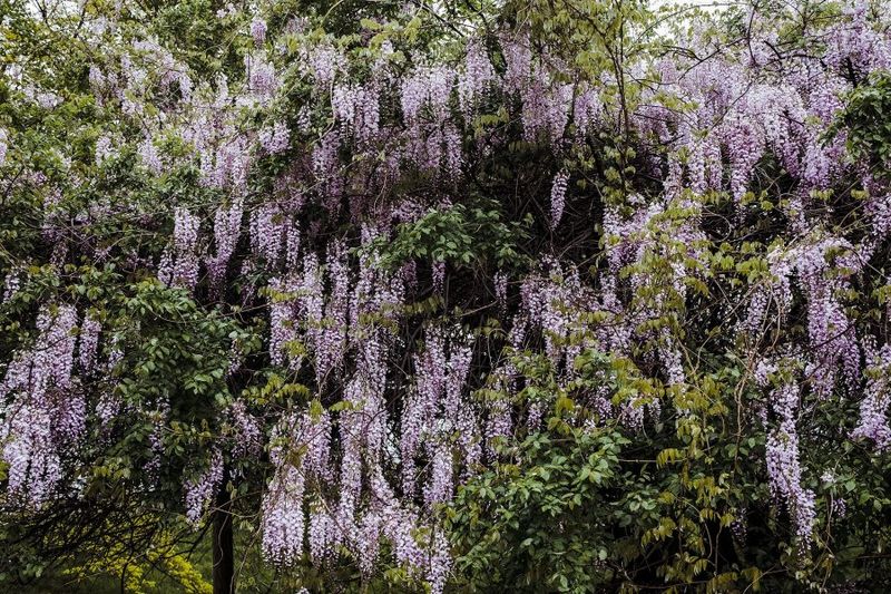 Chinese Wisteria Strangles Trees As It Climbs