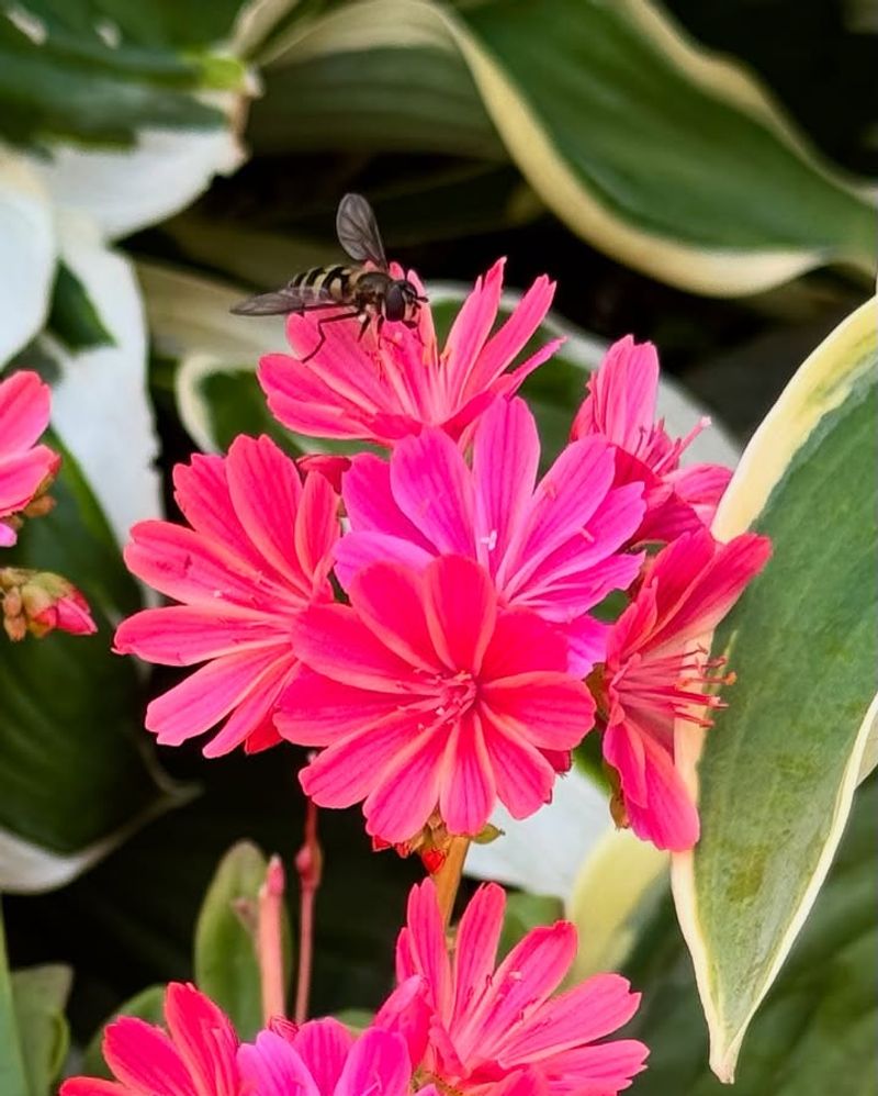 Reduced Pest And Disease Issues