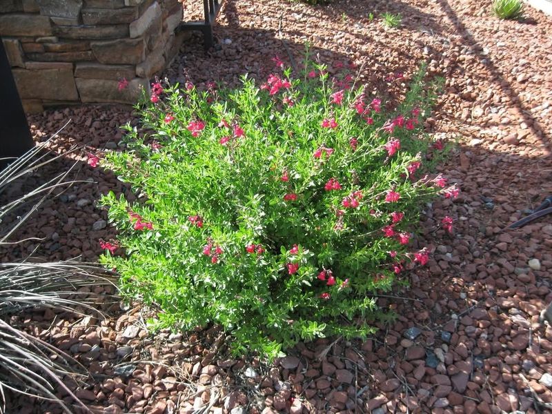 Natural Shape Holds Up Well In Autumn Sage
