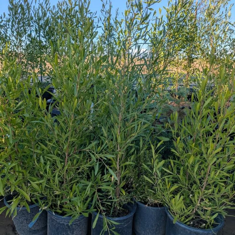 Steady Structure Comes Without Fuss From Hopseed Bush