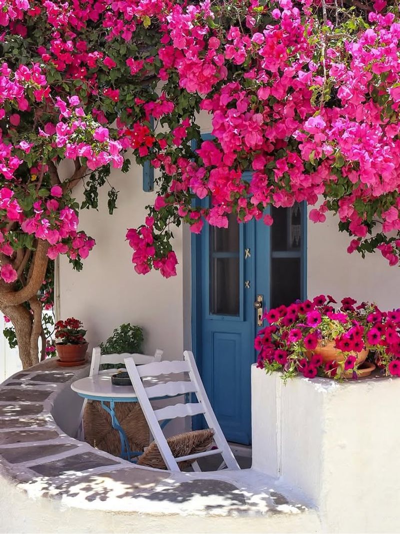 Bright Bracts Create Instant Curb Appeal Near Entryways