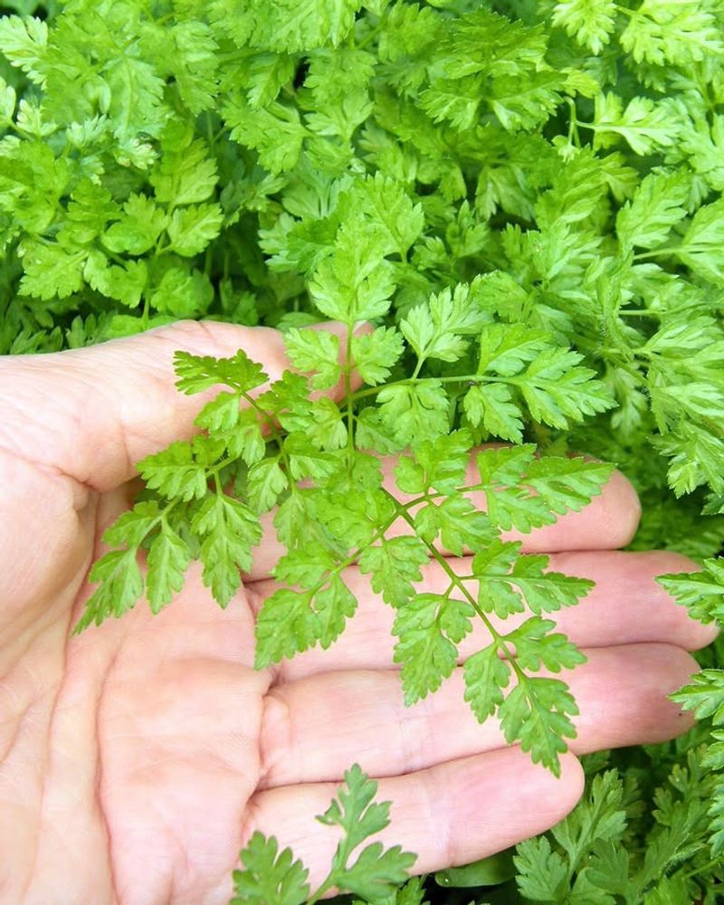 Chervil