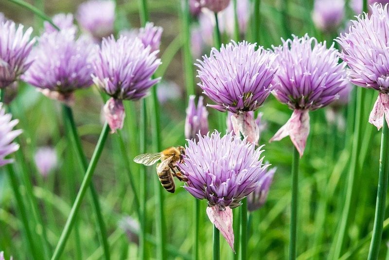 Chives Grow Easily And Support Beneficial Insects