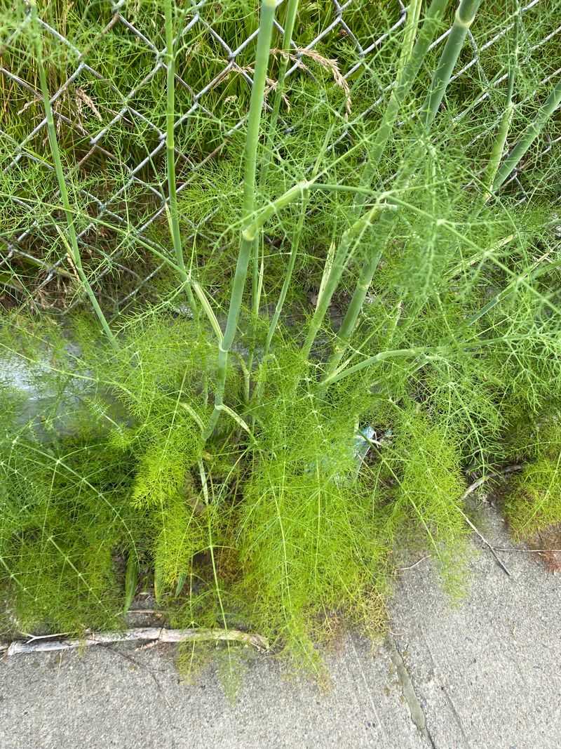 Fennel + Most Herbs (Especially Basil, Cilantro, Coriander)