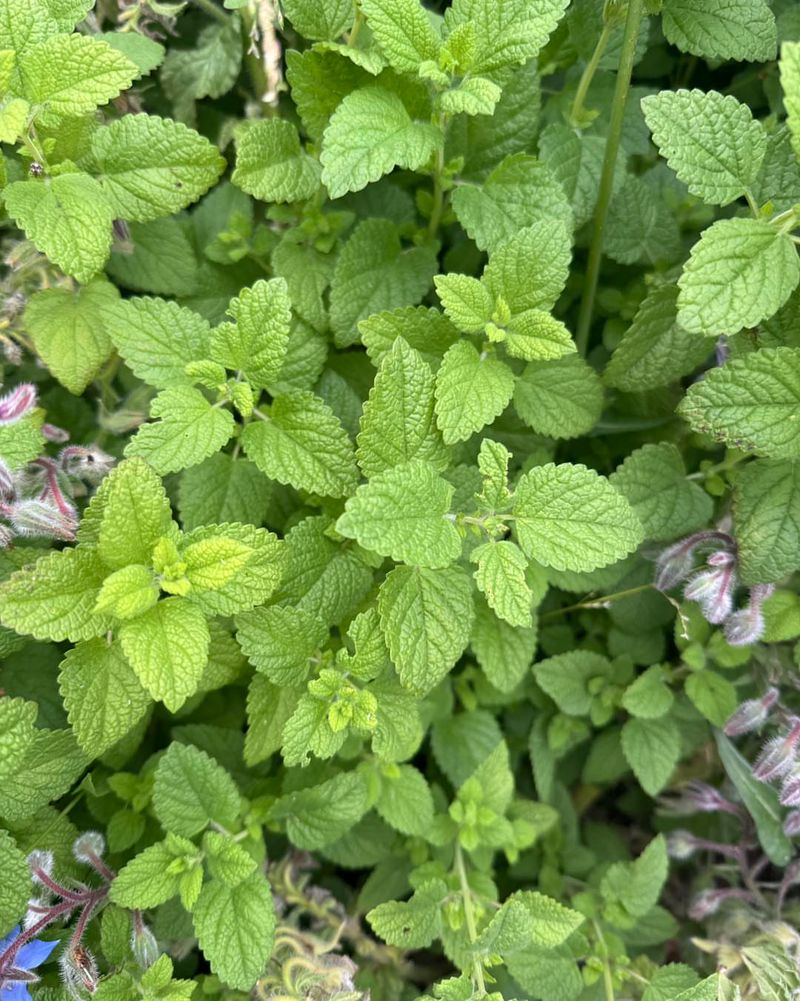 Lemon Balm (Melissa officinalis)