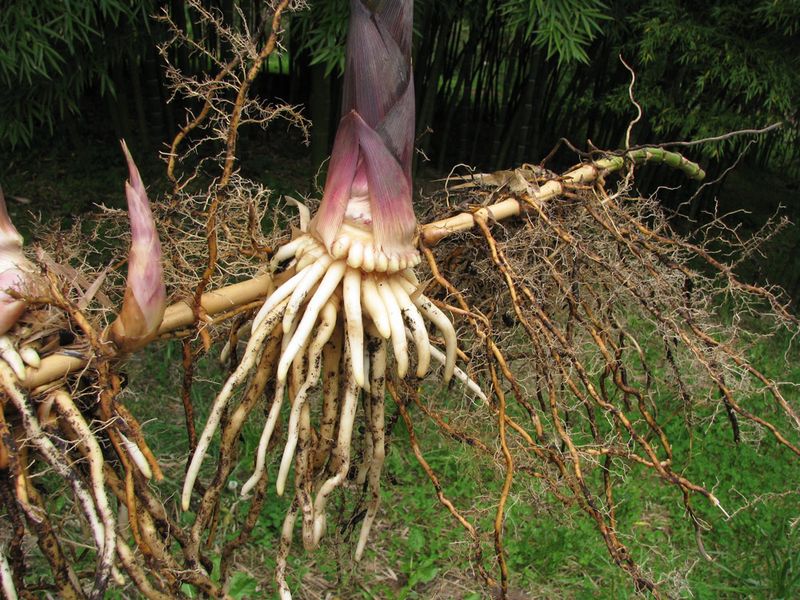 Running Bamboo Spreads Underground And Escapes Control