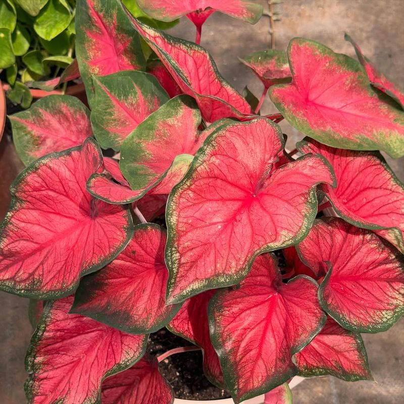 Frieda Hemple Burns With Deep Red Drama