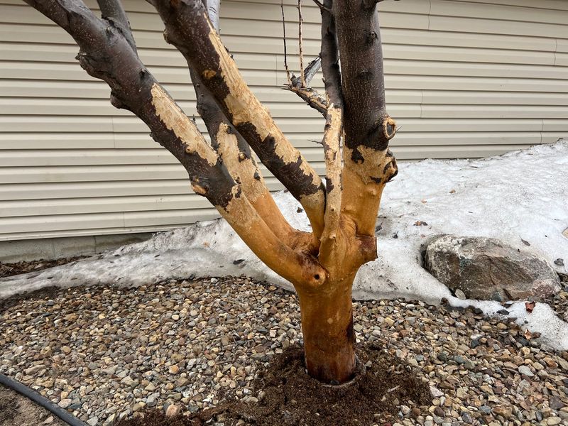 Chew Rings Strangle Tree Growth