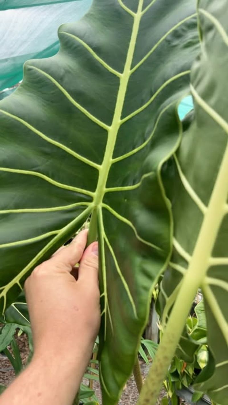 Providing Too Little Light