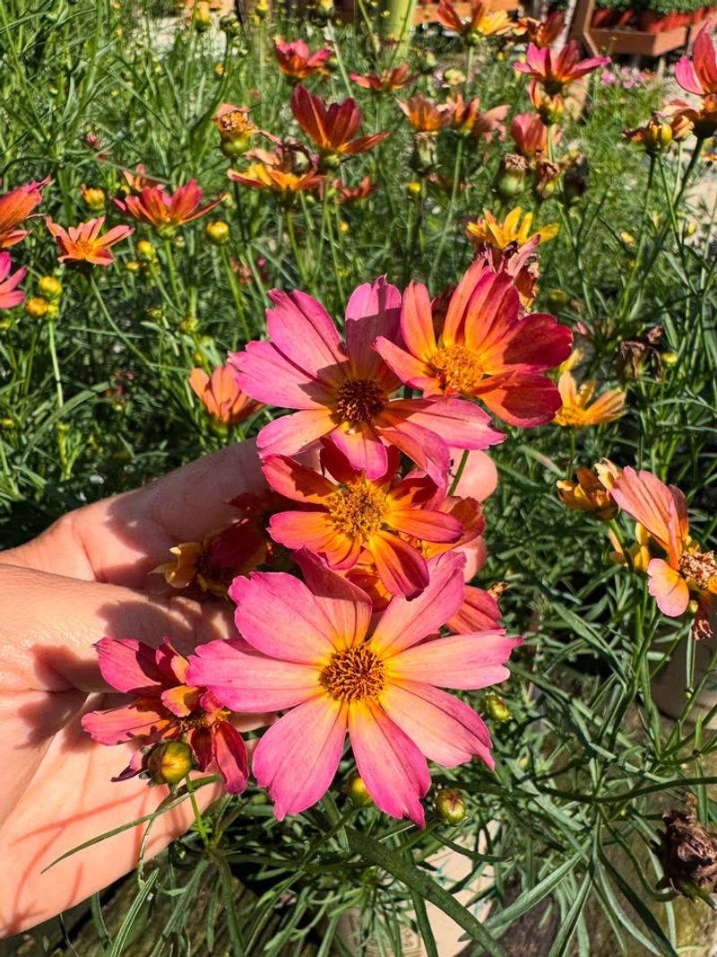 Let Height And Shape Guide Design