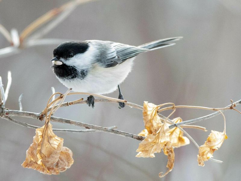 Feed Birds In Every Season