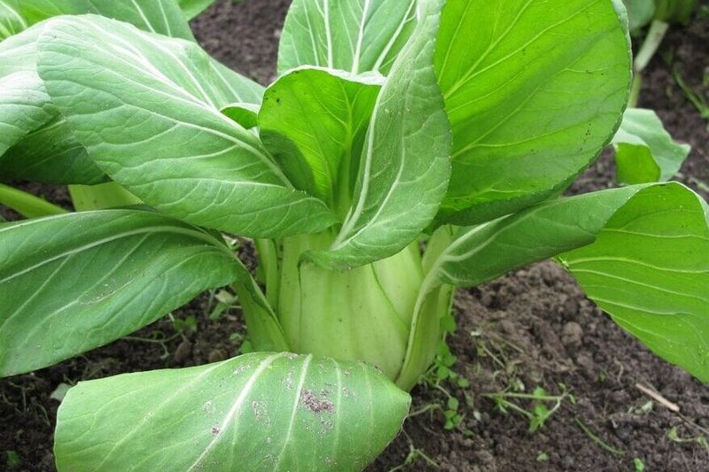 Pak Choi, A Quick Harvest Option For Spring Or Fall