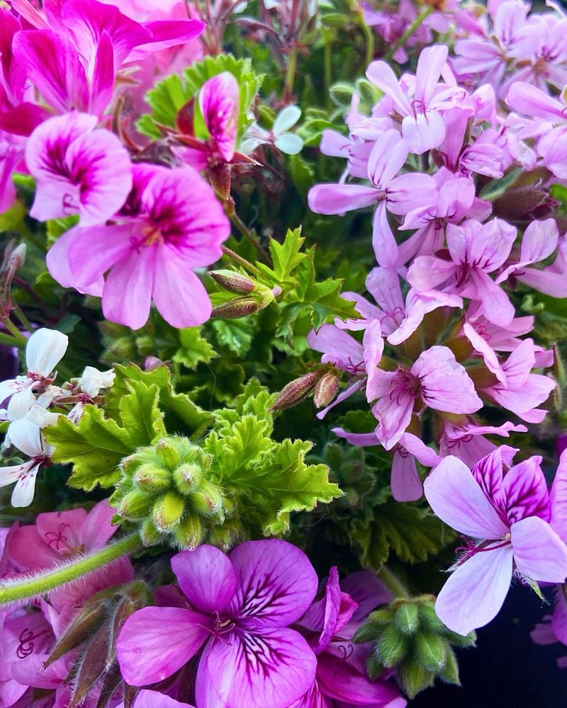 Scented Geranium (Pelargonium spp.)