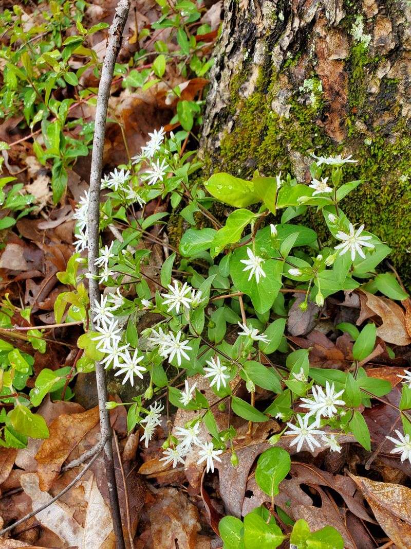 Shawnee State Forest Is A Hidden Wildflower Paradise